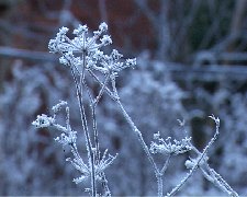 frost flower