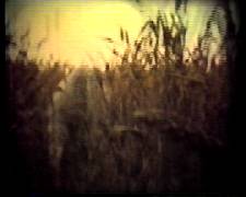bride in wheat
