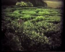 maze