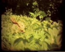chicken in maze